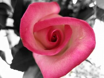 Black And Pink Roses Wallpaper Rose On White