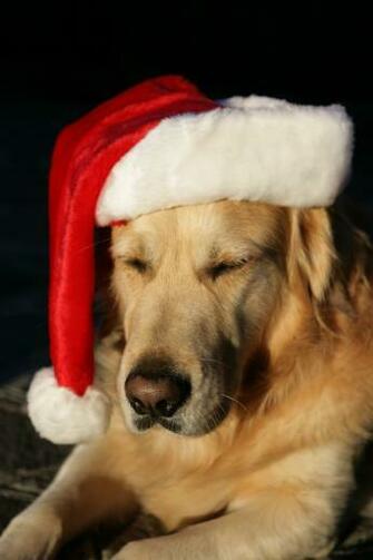 Golden Retriever Christmas Homer The