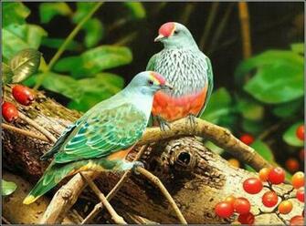 Stylish Cool Birds Photos 3d Wallpaper