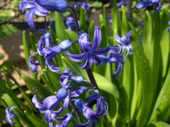 Blue Spring Flowers Desktop Pc And Mac Wallpaper