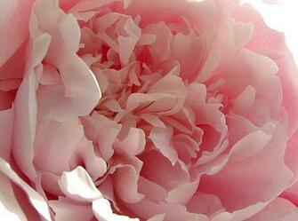 White Peonies Background Peony