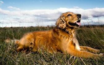HD Golden Retriever Dog Wallpaper HDwallsource
