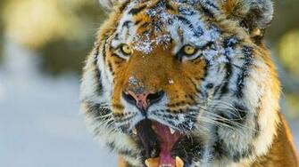 Cats Nature Asian Fantasy Jungle Tiger Cat Oriental Predator