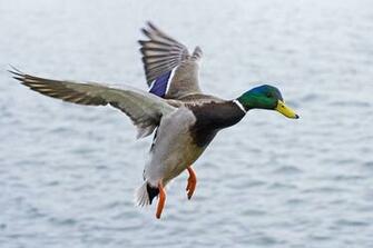 Flying Mallard Wallpaper