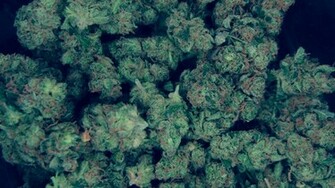 Kush Wallpaper HD By Davcioo