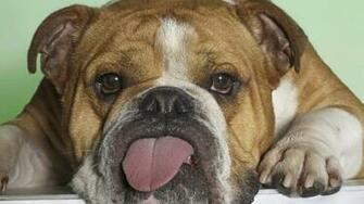 Old English Bulldog Wallpaper High Resolution And Quality