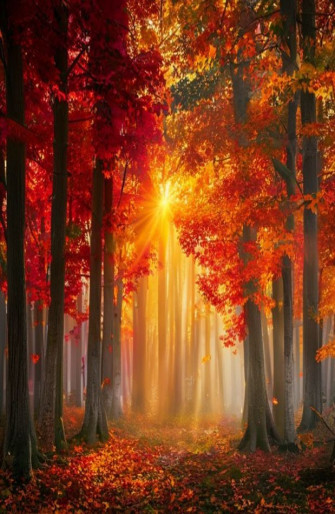 Red Forest Wallpaper