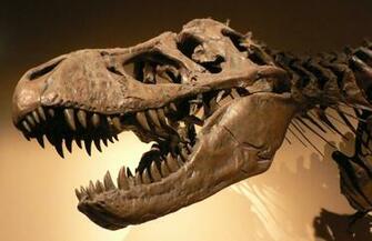 T Rex Skeleton HD Wallpaper Full Size