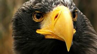 Eagle North America Widescreen Wallpaper High Definition