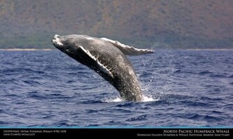 Humpback Whale Wallpaper Weddingdressin