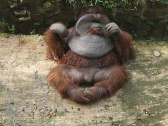 Really Ugly Animals Snaprequest