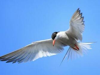 Bird In Flight Wallpaper