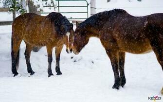 Horses Snow