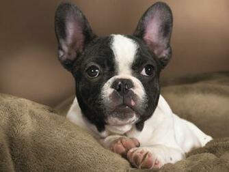 Boston Terrier Dogs Wallpaper