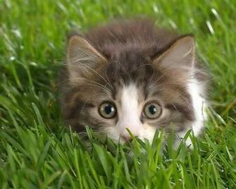 Cute Cat Wallpaper1 Cats Wallpaper