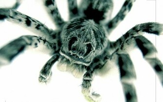 Wallpaper Best Size Spider