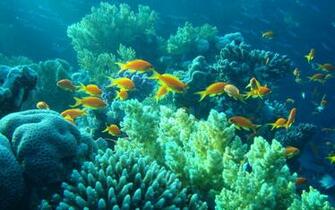 Underwater Egypt Sea Ocean Fishes Coral Tropical Wallpaper