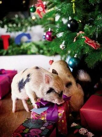 Christmas Pig