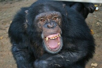 Chimpanzee Awesome Wallpaper