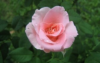 Pink Roses Widescreen Wallpaper