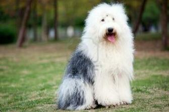 Old English Sheepdog Wallpaper Memes