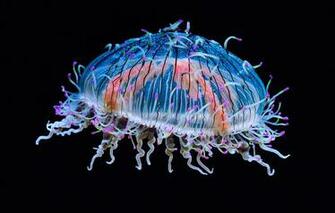 Wallpaper Monterey Bay Aquarium California Usa Medusa
