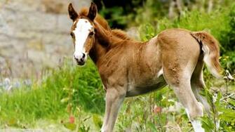 Paint Horse Background Cool Wallpaper HD