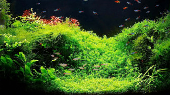 Aquarium Fish Tank Wallpaper