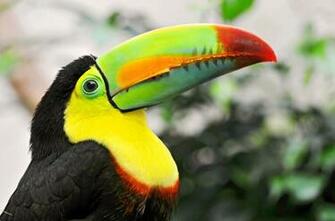 Yellow Red Orange Black Long Bic Bird HD Wallpaper