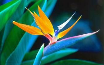Beautiful Wallpaper For Desktop Bird Of Paradise
