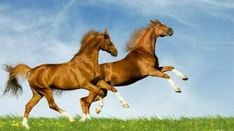 Cute Horse Wallpaper For Android By Lionmong Appszoom