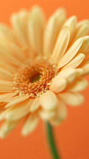 Flower iPhone Plus Wallpaper HD