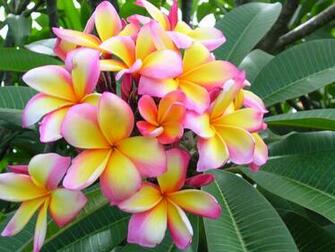 World S Top Beautiful Flowers Image Wallpaper Photos