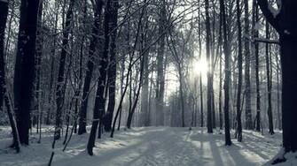 Snowy Winter Forest Wallpaper