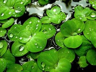 Hojas Verdes Fondos De Pantalla Imagenes HD Gratis iPhone