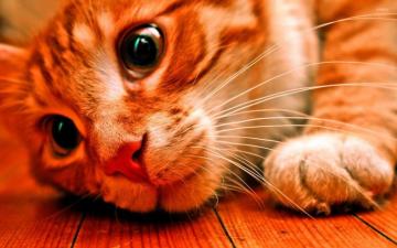 Staring Cat Wallpaper Animal
