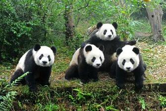 Giant Panda Wallpaper HD En
