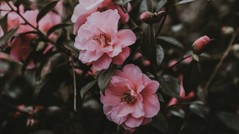Spring Aesthetic Wallpaper