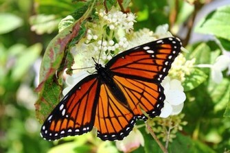 Monarch Butterfly HD Wallpaper