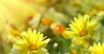 V0dkidks9jtcnoqbpoftelme6kzdmcv0rxp9rabw Flowers