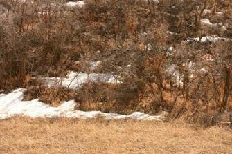 Camouflage Deer By Wildfotog