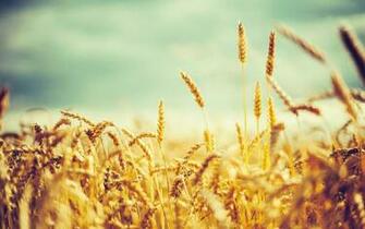 Grain Wallpaper