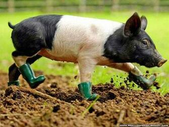 Baby Pig Wallpaper HD In Animals Imageci