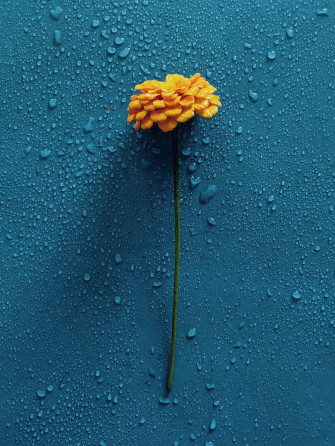 Yellow Flower Pictures Hq Image Stock