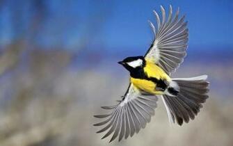 Flying Birds Wallpaper HD Yellow Belly