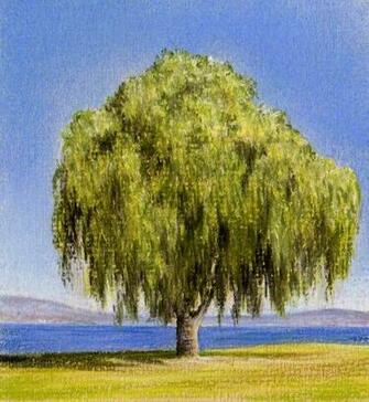 Willow Tree Painting Anime Wallpaper