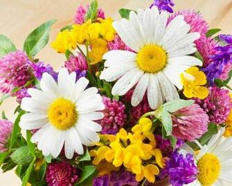 Url Wallpapertock Net Sommer Frische Blumen Wallpaper