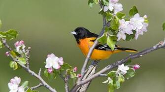 Birds Canada Baltimore Orioles Wallpaper Background