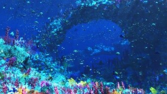 Animal Sea Life Wallpaper