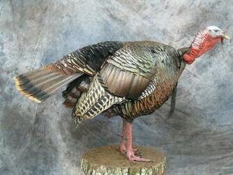 Strut Gobbling On Limb HD Walls Find Wallpaper